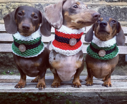 Dog snood in christmas colours