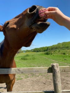 homemade donut treats for horses