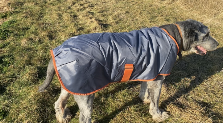 shower proof coat for dogs. weatherbeeta walking gear for large dogs