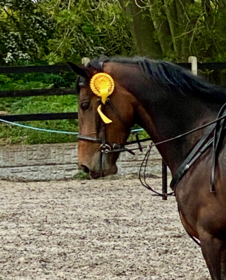 Competing in showing, show jumping, dressage at Grey fern equestrian centre in Peterborough. poppys-pets.com