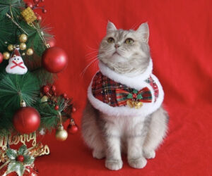 Christmas cat coat outfit
