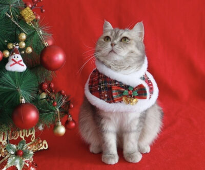christmas outfits cloaks suitble for an indoor cat