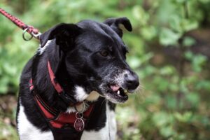 Trigger stacking in dogs border collie