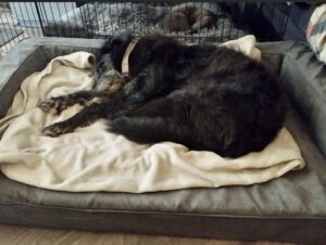 Rescue dog beds for big giant dogs