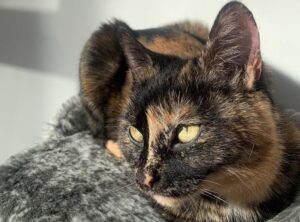 Daisy - tortoiseshell cat at rspca clough road hull ready for adoption