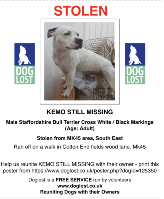 cancer therapy dog white staff kemo. Kemo ran off on a walk cotton end on Wood Lane, Bedfordshire 