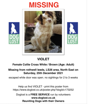 Viovet, female white and brown collie cross, escaped from home Rothwell, Leeds, DOG LOST ID 173252