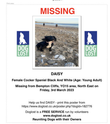 female black and white cocker spaniel bempton cliffs, bridlington DOG LOST ID 182776