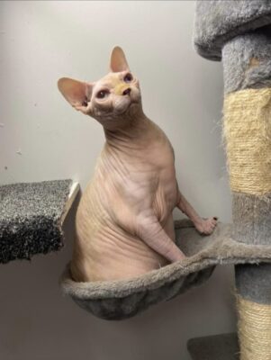 Sphinx Sphynx cat Magic missing lost disappeared in Keyingham East Yorkshire January 2023