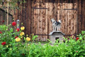 Sussex police suggest multiple locks fixed to your kennels