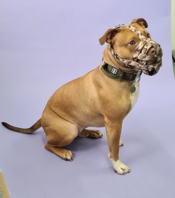 Exempted dog has to wear a muzzle in public and create an incorrect impression