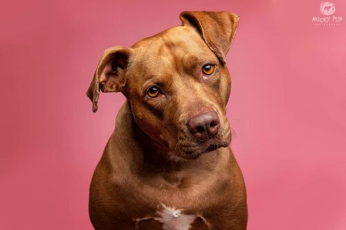 There are four banned breeds in the UK, although ironically, most dogs we deal with are crossbreed. A Pit Bull is a type of dog, not a breed recognised in the UK.