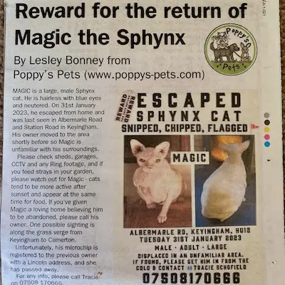 Missing Shying cats yorkshire