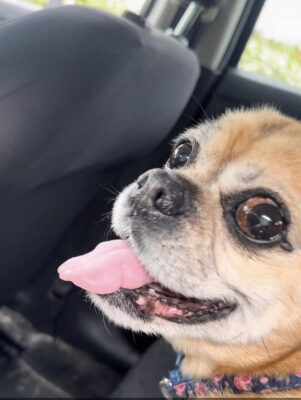 Senior dogs in palliative care foster homes