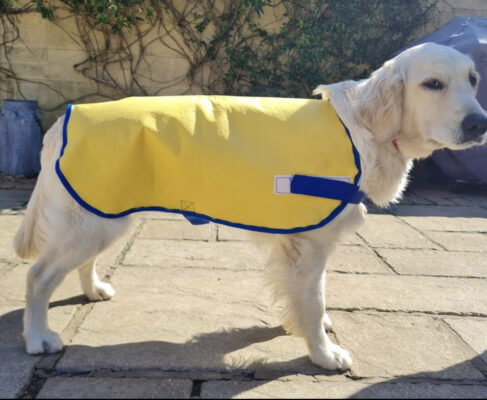 hot weather cooling dog coat for holidays