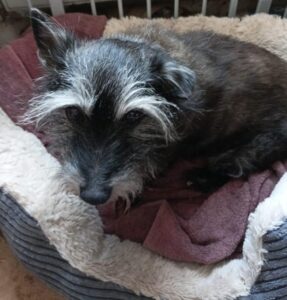 Scampy - newly arrived at the oldies club so in a foster home for assessment before adoption