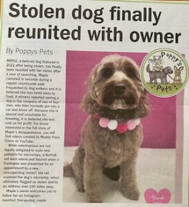Mapple a cockapoo was stolen and found 100 miles away in Norfolk. Microchip success stories
