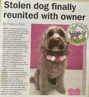 Mapple a cockapoo was stolen and found 100 miles away in Norfolk. Microchip success stories