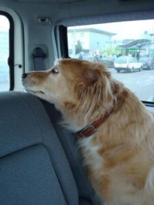 Oldies Club handover dogs at motorway service stations