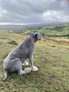 Rescue dogs enrichment north yorkshire moors