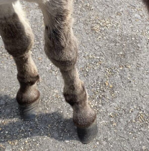 Hoof care by a farrier prevents diseases for a donkey