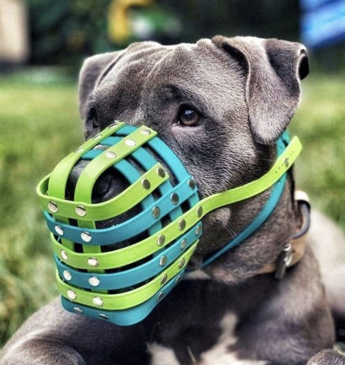 Dog muzzle clearance pets at home