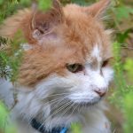 Albert cat with pet dementia