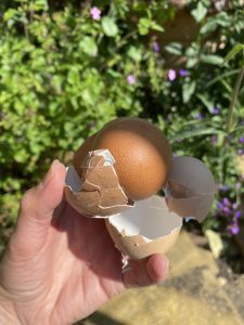 eggshells can be fed to composting worms
