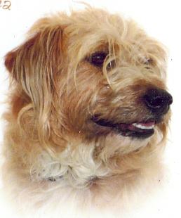 Rags - missing terrier B32 Frankly